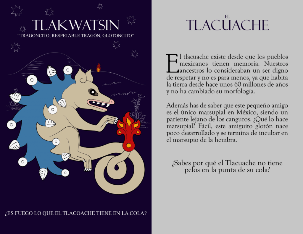 tlacuache